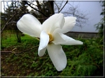 Biaa magnolia