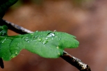 W lesie po deszczu - Puszcza Barlinka