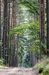Godowo - droga przez las sosnowy
