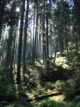 Tatrzaski las