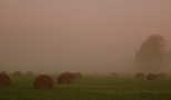 abuki- ki w porannej mgle