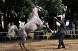 Aukcja koni arabskich Pride of Poland 5-9 sierpnia 2011