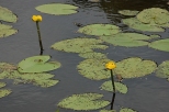 Rezerwat przyrody Pniów -  grążel żółty (Nuphar luteum)