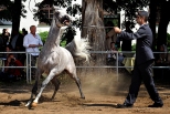 Aukcja koni arabskich Pride of Poland 5-9 sierpnia 2011