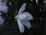Kłaj i magnolia