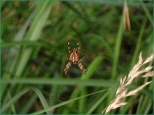 lokalny spiderman