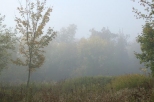 Mgła w parku - Rogów
