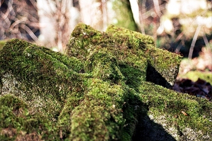 Stare Brusno - ginące piękno. Roztocze