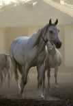 stadnina koni arabskich w Janowie P