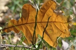 jesienny lisc