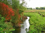 Rzeka Siennica