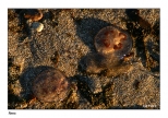 Rewa - meduzy na plaży