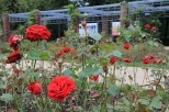 Ogród Różany