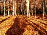 Jesienny las na osiedlu Młodzawy