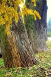 Stare drzewa jesieni