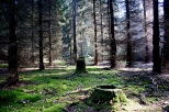 Bajkowy Las -Br wierkowy w Barlinecko-Gorzowskim Parku Krajobrazowym