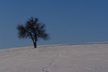 Samotne drzewo na zboczu góry Łan