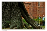 Frombork - pomnik przyrody na Wzgrzu Katedralnym