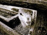 pasące się owce po murawie suną, zdają się obłoków trzodą srebrnoruną