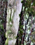 Stare Brusno, leśny cmentarz