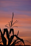 Zachód słońca nad polem kukurydzy. Okolice Łupianki Starej