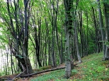 Lasy podgrza bieszczadzkiego