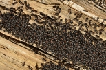 mrówki na spróchniałym drzewie