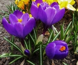 Kolory wiosny :-