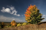 Barwy jesieni. Lasy Janowskie