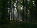 Las w pobliżu grodziska Gołężyców.