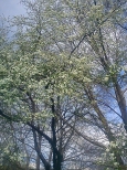 Kwitnce drzewa w parku