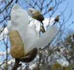 Wiosenne kwiaty-magnolia