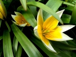 Wiosenne kwiaty-tulipany botaniczne